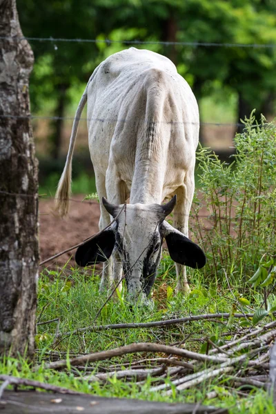 Ganado Brahman en Costa Rica — Foto de Stock