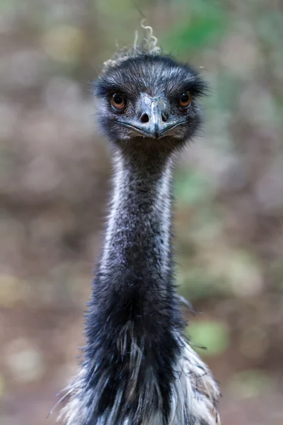 Emu - dromaius novaehollandiae Stock Picture