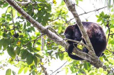mantled uluyan maymun - Alouatta palliata
