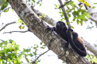 mantled uluyan maymun - Alouatta palliata