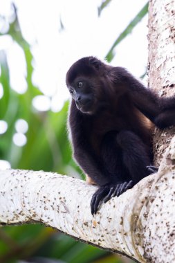 mantled uluyan maymun - Alouatta palliata