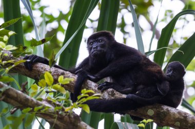 Onun bebek uluyan ile genç anne 