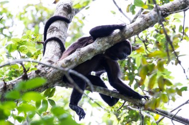 Onun bebek uluyan ile genç anne 