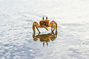 horned ghost crab clipart