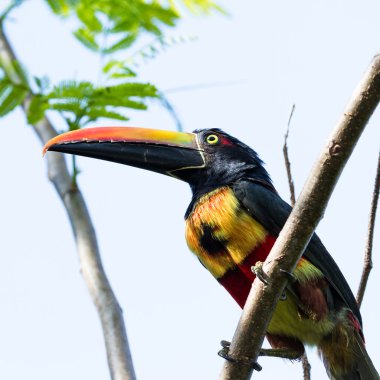 Ateşli fatura aracari - Pteroglossus frantzi