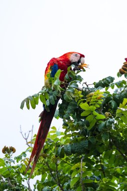 Scarlet Amerika papağanı - Ara macao 