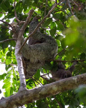 Üç parmaklı tembel hayvan Kosta Rika