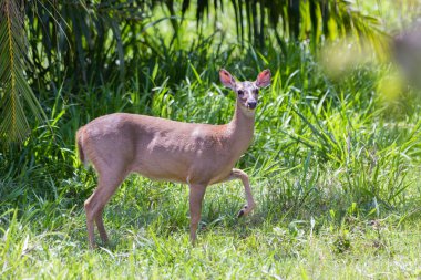 Ak kuyruklu geyik - Odocoileus virginianus