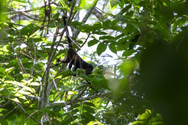 mantled uluyan - Alouatta palliata