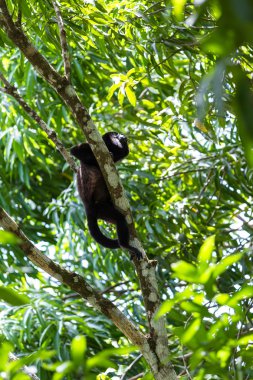 mantled uluyan - Alouatta palliata