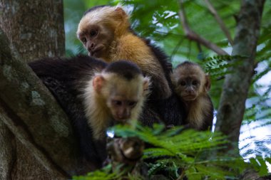 beyaz başlı capuchin - Cebus capucinus