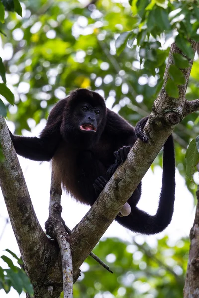 Östlig vrålapor - Alouatta palliata — Stockfoto