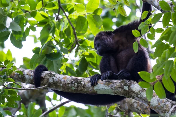 Επικαλυμμένο ουρλάζων μαϊμού - Alouatta palliata — Φωτογραφία Αρχείου