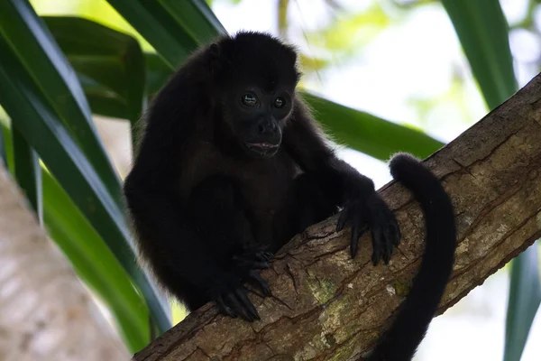 Обезьяна-маньяк - Alouatta palliata — стоковое фото