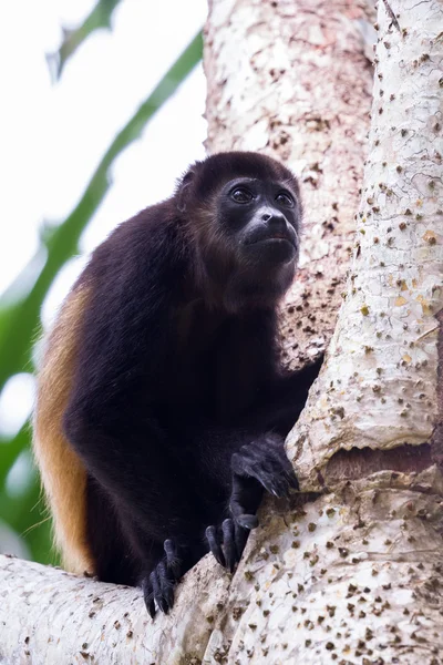 Mantelbrüllaffe - alouatta palliata — Stockfoto