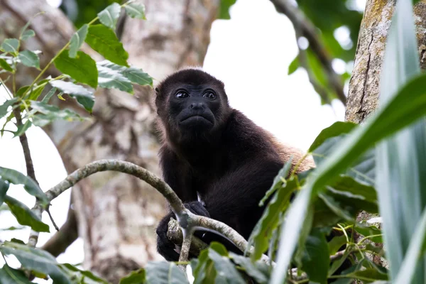Kiks opicí - Alouatta palliata — Stock fotografie