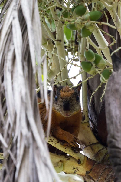 Червона білка заглядає навколо дерева — стокове фото