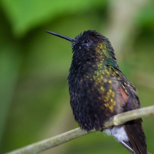 Fekete hasas kolibri - Eupherusa nigriventris — Stock Fotó