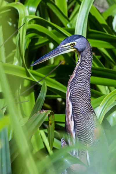 Bare throated tiger heron - Tigrisoma mexicanum — Stock Photo, Image