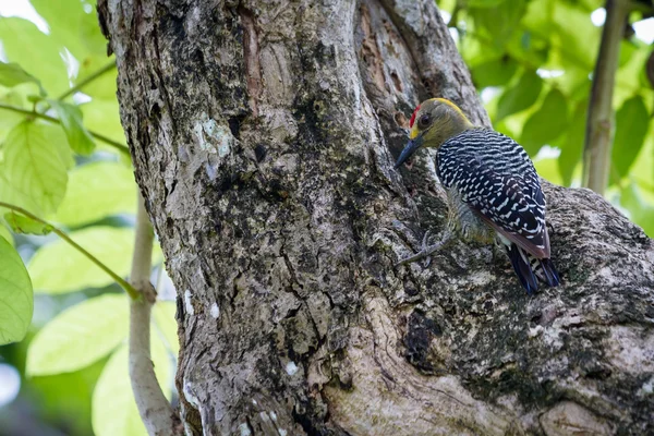 Preto cheeked woodpecker melanerpes pucherani — Fotografia de Stock