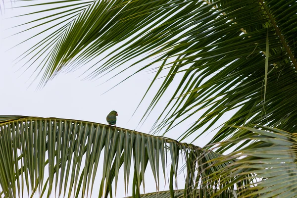 Periquito em Costa Rica — Fotografia de Stock