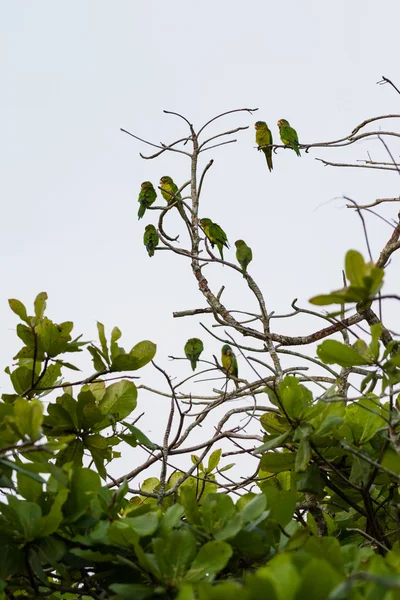 Parakeets в Коста-Ріці — стокове фото