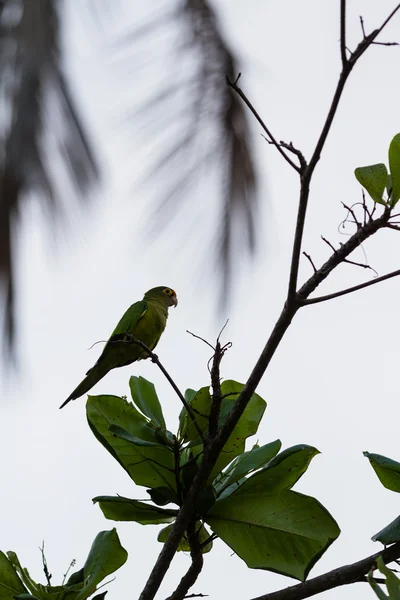 Попугай в Коста-Рике — стоковое фото