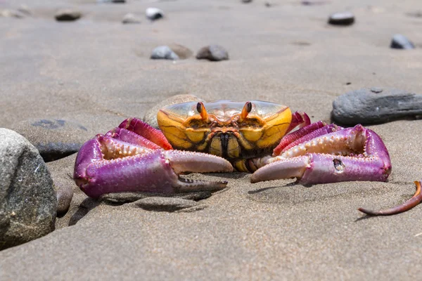 Tropische krab op het strand — Stockfoto