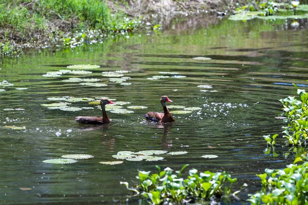 Tropisch bruin eenden — Stockfoto