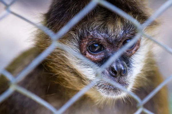 Geoffroy's spider monkey - Ateles geoffroyi — Stock Photo, Image