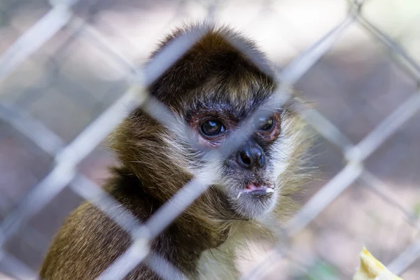 Geoffroy's spider monkey - Ateles geoffroyi — Stock Photo, Image