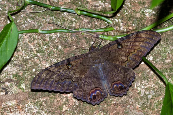 Grote bruine vlinder — Stockfoto