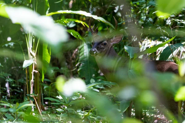 White-tailed deer - Odocoileus virginianus — Stock Photo, Image