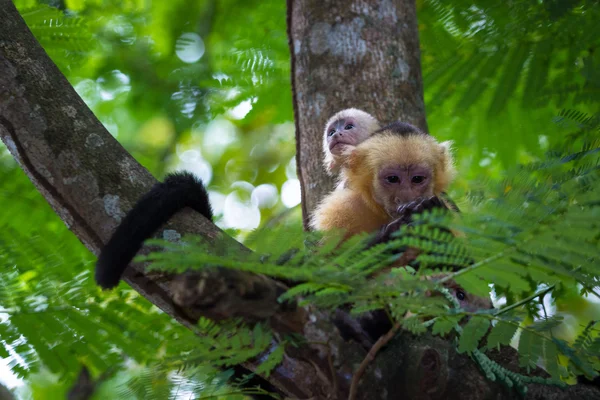 Capuchinho de cabeça branca - Cebus capucinus — Fotografia de Stock