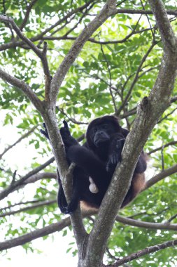 mantled uluyan maymun - Alouatta palliata