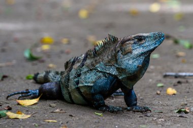 güzel büyük mavi Iguana 
