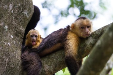 beyaz başlı capuchin - Cebus capucinus
