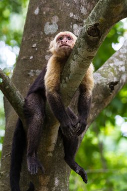 beyaz başlı capuchin - Cebus capucinus - Pura Vida
