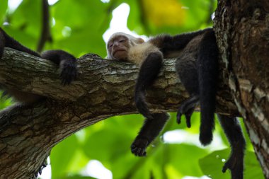 beyaz başlı capuchin - Cebus capucinus - Pura Vida