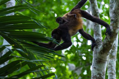 mantled uluyan - Alouatta palliata