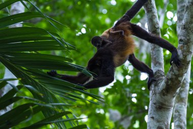 mantled uluyan - Alouatta palliata