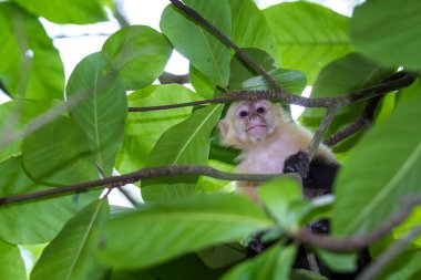 beyaz başlı capuchin - Cebus capucinus - Pura Vida