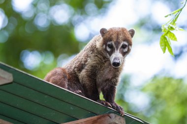 Beyaz burunlu coati - Nasua narica