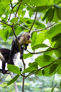 beyaz başlı capuchin - Cebus capucinus - Pura Vida