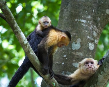 beyaz başlı capuchin - Cebus capucinus