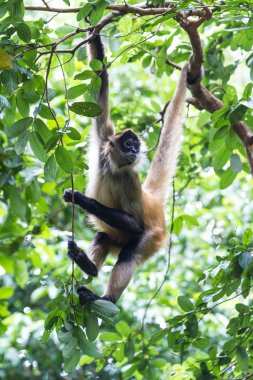 Siyah örümcek maymun - Ateles geoffroyi uzattı.
