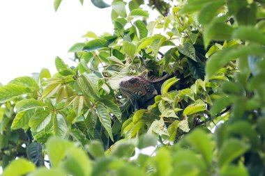 Kosta Rika tropikal Iguana 