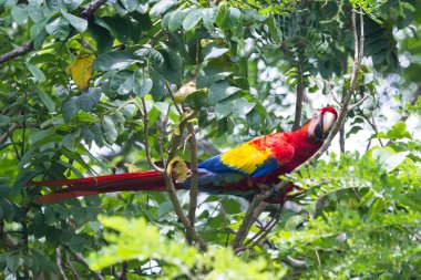Scarlet Amerika papağanı - Ara macao 