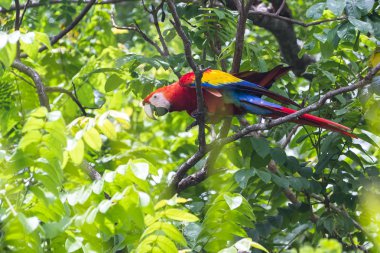 Scarlet Amerika papağanı - Ara macao 