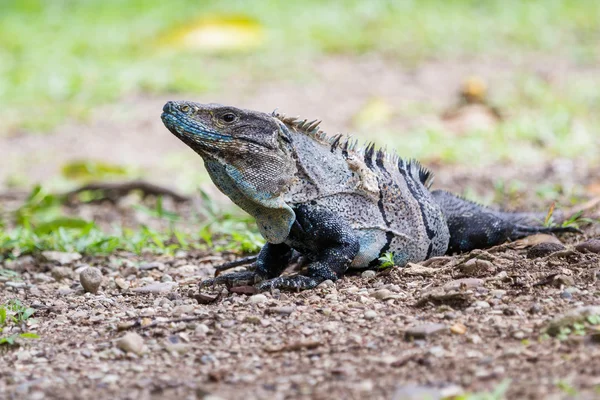 Tropischer Leguan in Costa Rica — Stockfoto